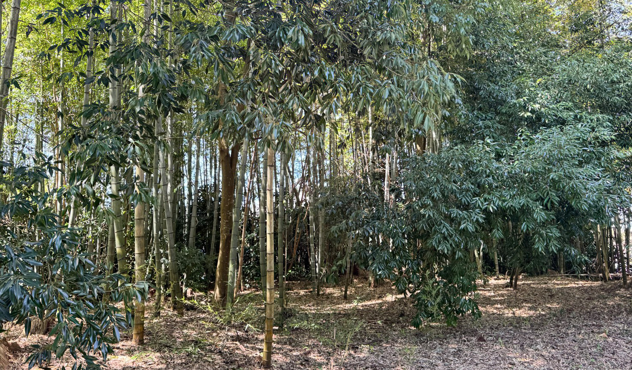 The bamboo grove in the shrine grounds